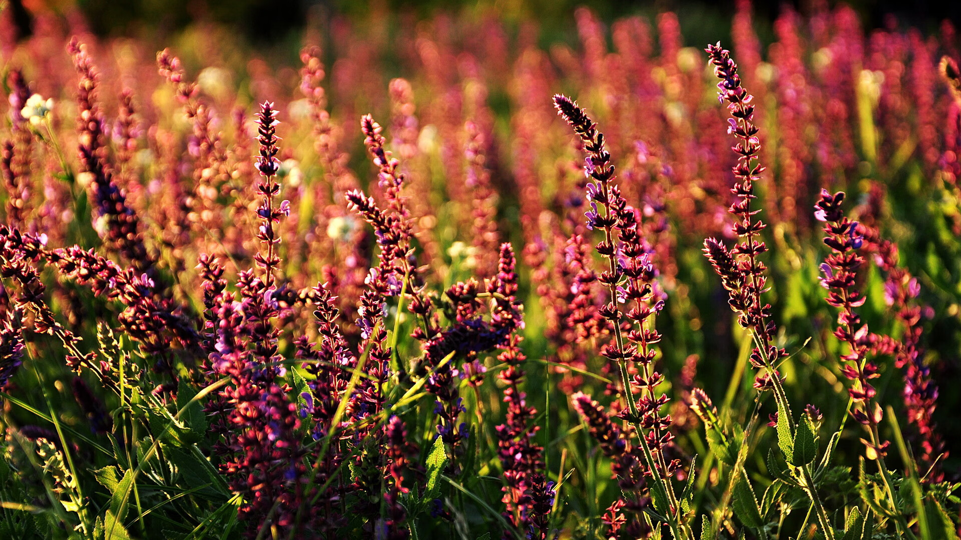 意大利马术协会举办国际马术科技大会，推动行业技术交流与合作。