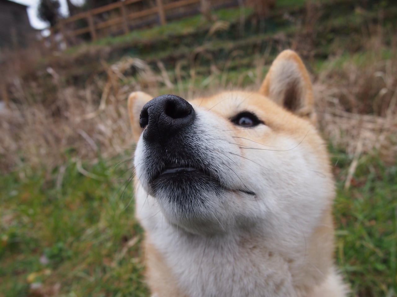 Jiu You-小组赛“黑马”球队的奇迹故事，nba黑马球队